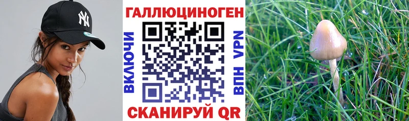 купить наркоту  Таштагол  Галлюциногенные грибы Psilocybe 